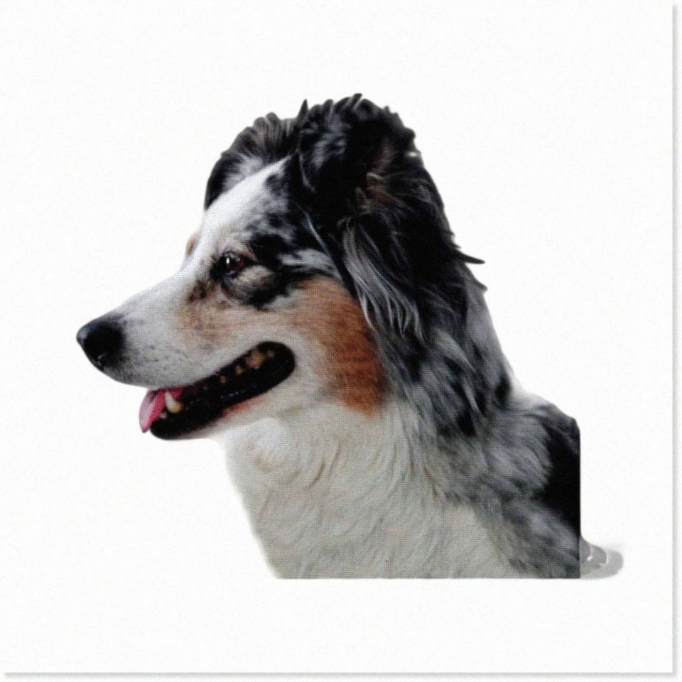 Natural Aussie Paws Patchwork: Vibrant 10x10-Inch Australian Shepherd Quilt Square